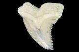 Hemipristis Fossil Shark Tooth - Bone Valley #99817-1